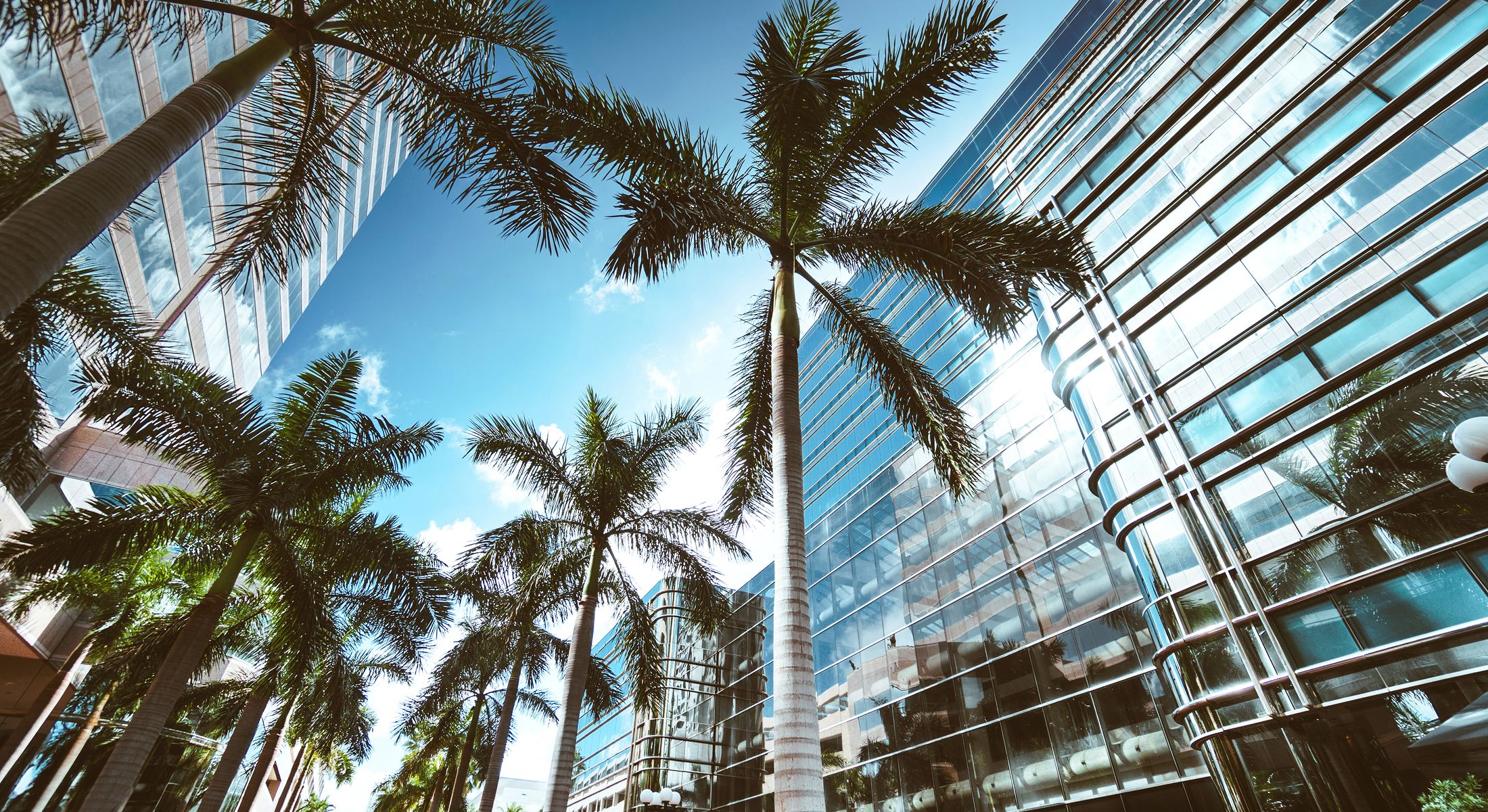 Modern buildings with palm trees and blue sky.